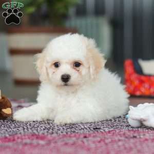 Charlie, Bichon Frise Puppy